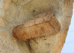 Hoplodrina octogenaria