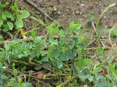 Cissampelos capensis