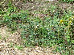 Cissampelos capensis