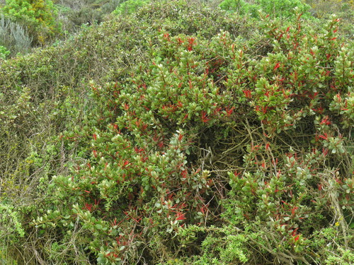 Image of Septulina glauca by (c) Jeremy Gilmore, some rights reserved (CC BY)