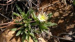 Delosperma gautengense