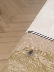 Musca domestica