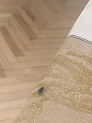 Musca domestica