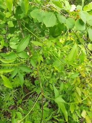 Clematis terniflora mandshurica