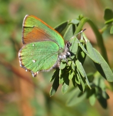 Callophrys dumetorum