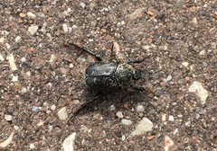 Hoplia graminicola