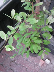 Erythroxylum coca