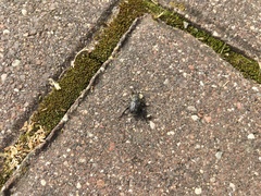 Hoplia graminicola