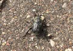 Hoplia graminicola