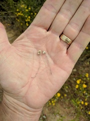 Stylocline gnaphaloides