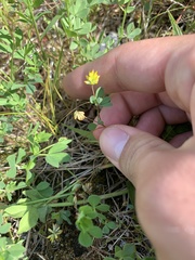 Trifolium dubium