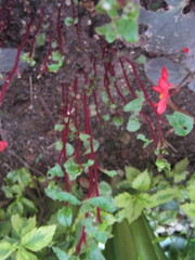 Ullucus tuberosus
