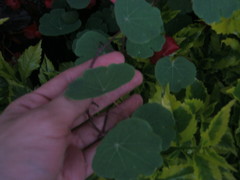 Tropaeolum tuberosum