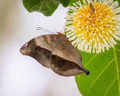 Doleschallia bisaltide australis