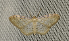 Idaea humiliata