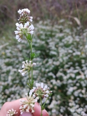 Dorycnium