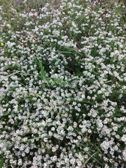 Dorycnium