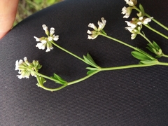 Dorycnium