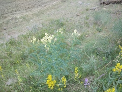 Astragalus galegiformis