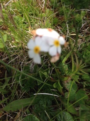 Androsace chamaejasme