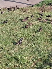 Sturnus vulgaris