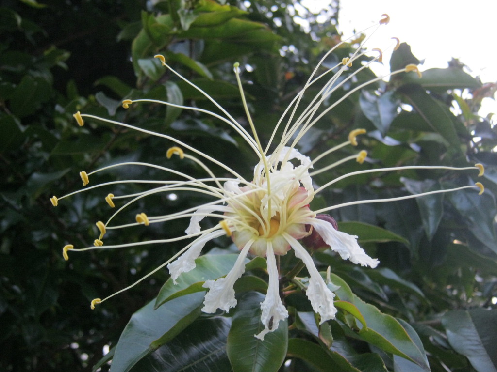 Lafoensia acuminata
