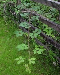 Rubus robiae