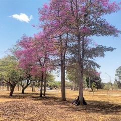 Physocalymma scaberrimum