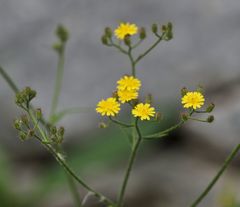 Crepis micrantha