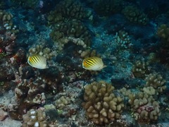 Chaetodon pelewensis