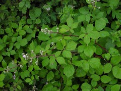 Rubus rubritinctus