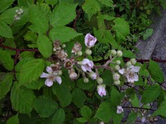 Rubus rubritinctus