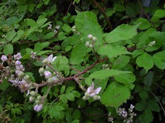 Rubus rubritinctus