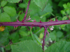 Rubus rubritinctus