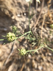 Nigella arvensis