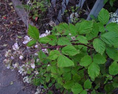 Rubus rubritinctus