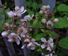 Rubus rubritinctus