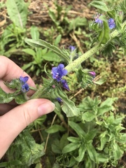 Echium vulgare