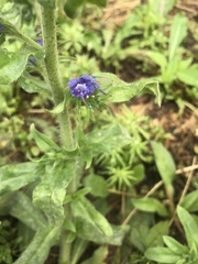 Echium vulgare