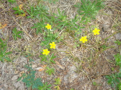 Potentilla flagellaris