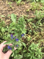 Echium vulgare