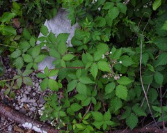 Rubus lindleianus
