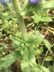 Echium vulgare