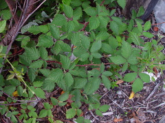Rubus lindleianus