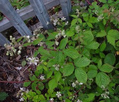 Rubus lindleianus