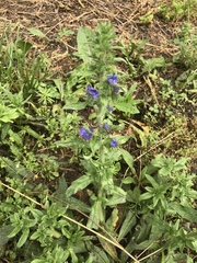 Echium vulgare