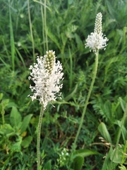 Plantago media