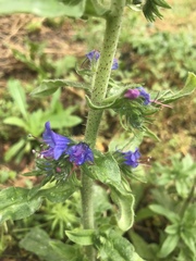Echium vulgare