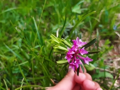 Daphne striata