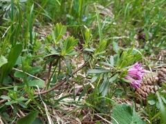 Daphne striata